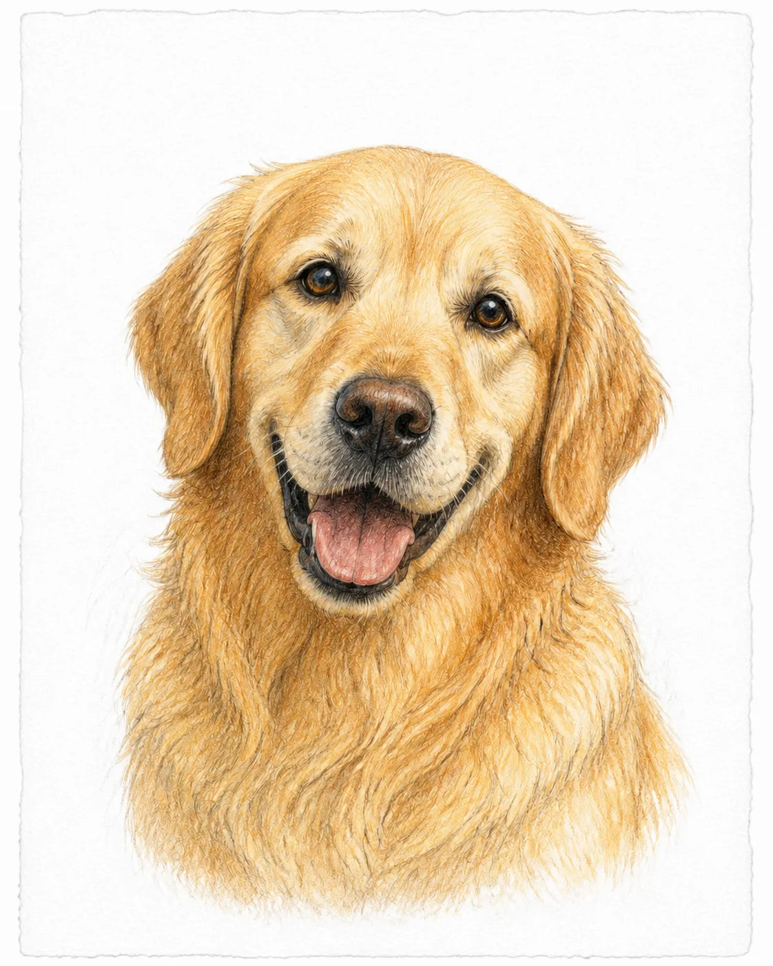 Representative colour-pencil-style portrait of a golden retriever on white